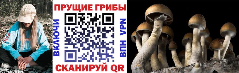 Галлюциногенные грибы Cubensis  как найти закладки  Саратов 